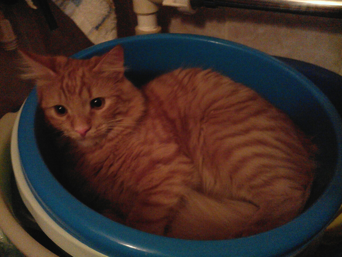 Где хочу там и сплю.