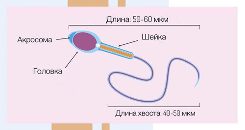 Анализ спермы (спермограмма) | Доктор Судариков Игорь Витальевич