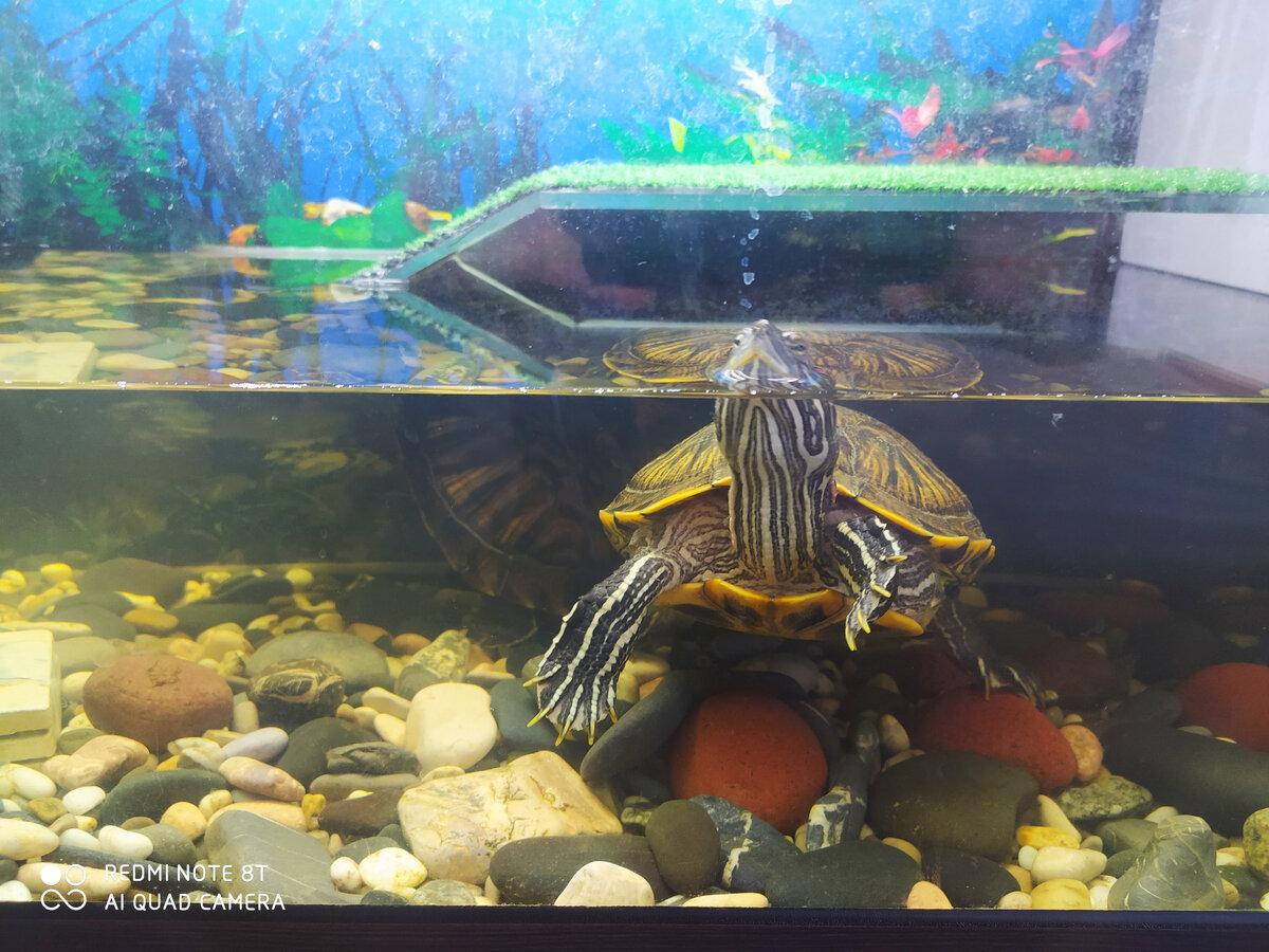 мои красавцы