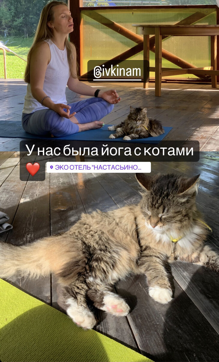 Йога с котами