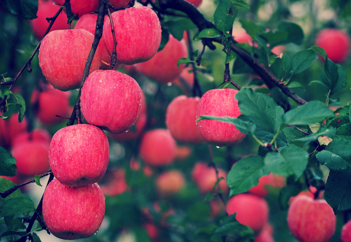 Яблоня медуница шпалера. Много яблок на ветке. Сад саженцы яблонь. Карликовая яблоня голден. Какие сорта яблонь нужно посадить.