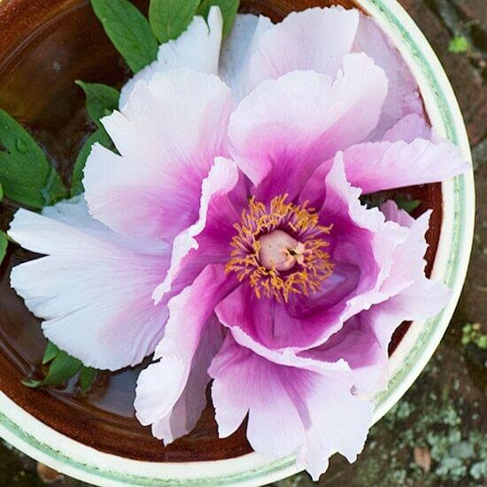 Captain's Concubine. Фото FarmFoodFamily