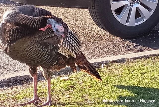 Индюки Биг 6 и Бронза – самые большие кроссы 🦃 | Курочка | Дзен