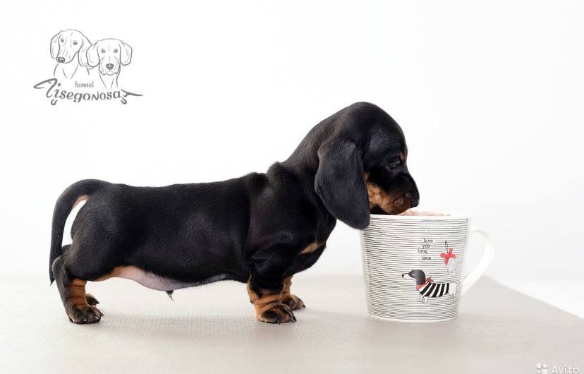 Хотя щенков начинают фотографировать в раннем возрасте, забирать их раньше 2 месяцев хороший заводчик не позволит 