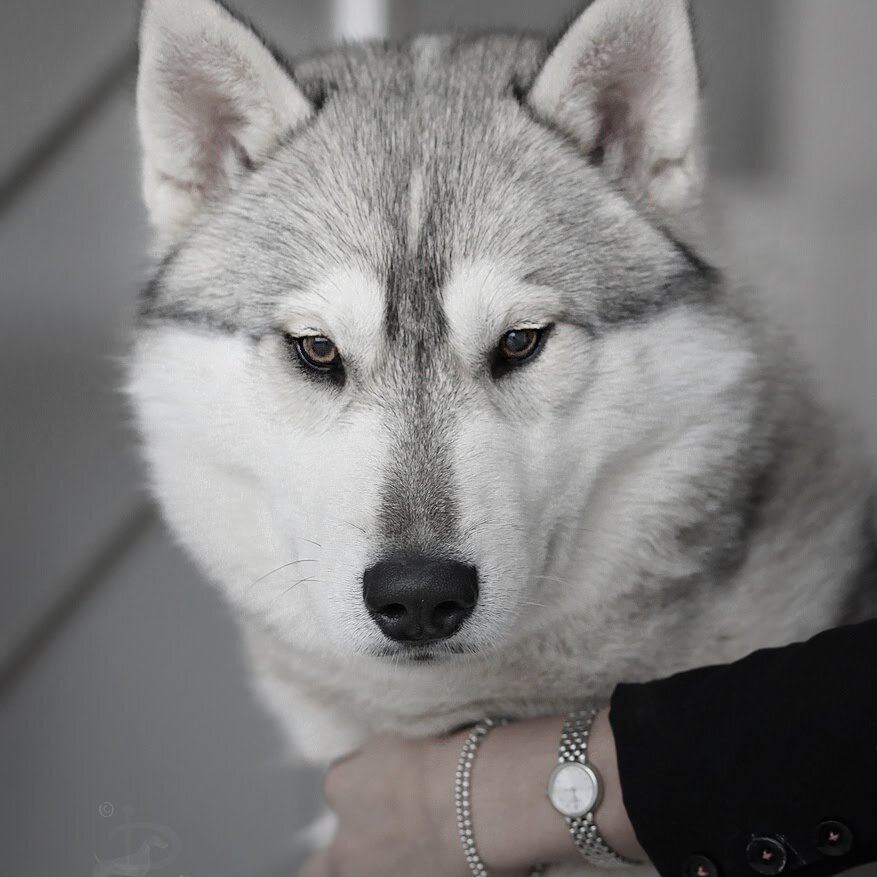 Познакомьте щенка с другими собаками