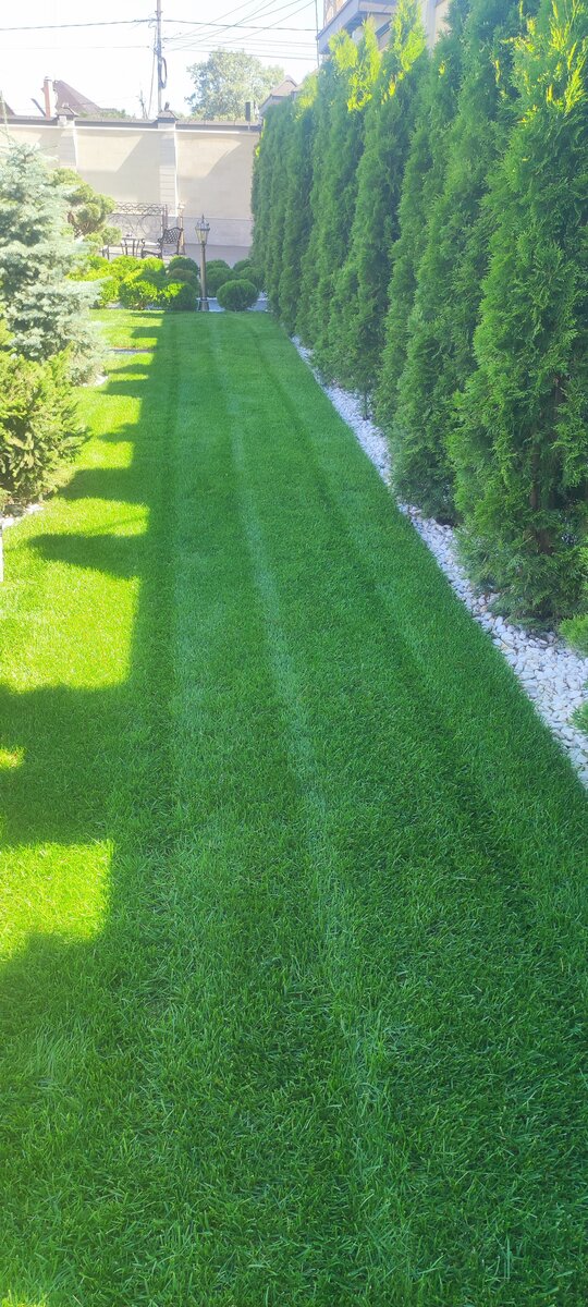 Хорошо прикатанный газон