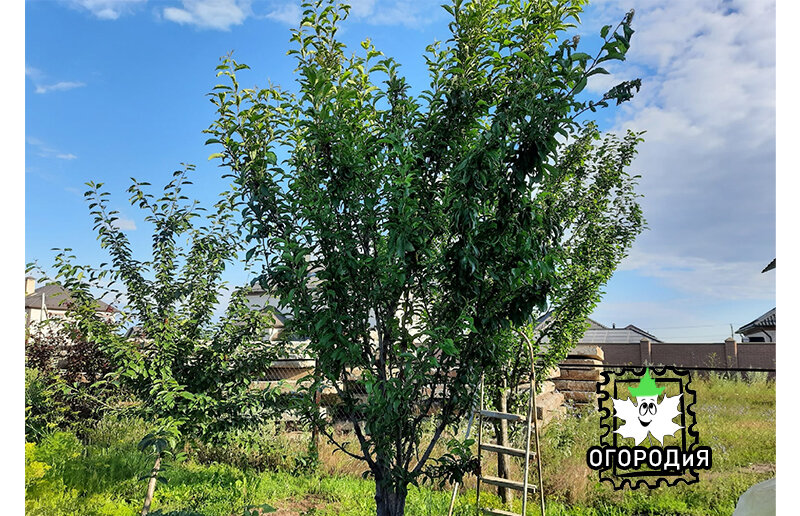 Белая слива в середине июля