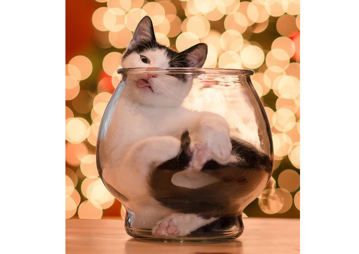 Жидкий кот от @Cbries  