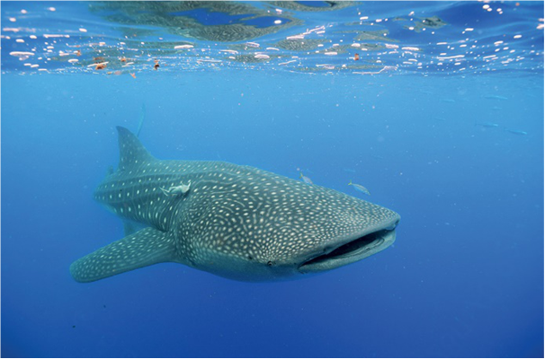 Китовая акула – самая толстокожая акула