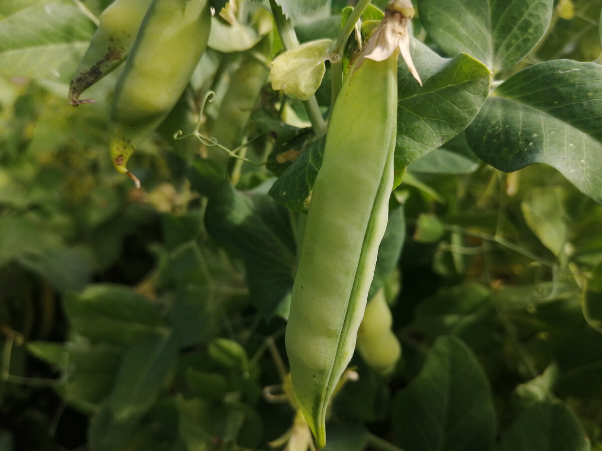 фото с моего огорода