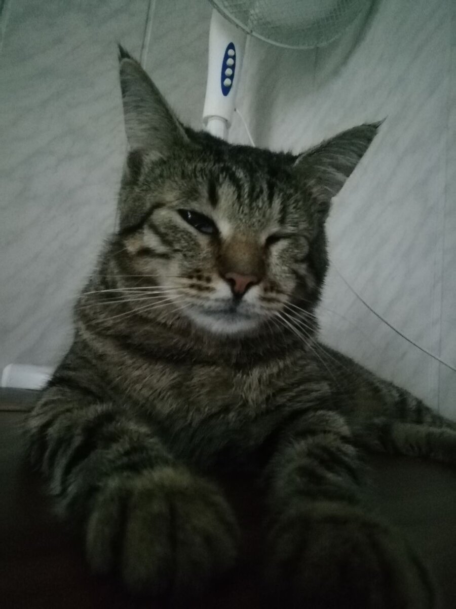 Марсюша очень переживает, когда нас нет рядом. Если кто-то другой пытается взять его на руки, может зашипеть.