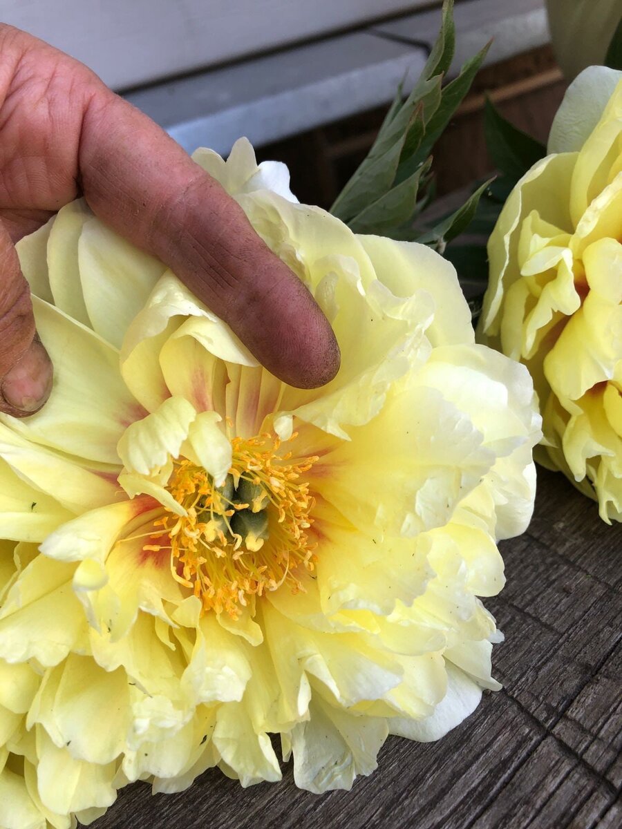 Сорт пиона Бартзелла