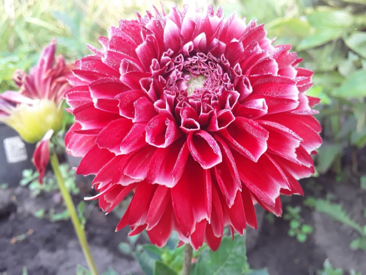 Георгин, сортосерия Gallery