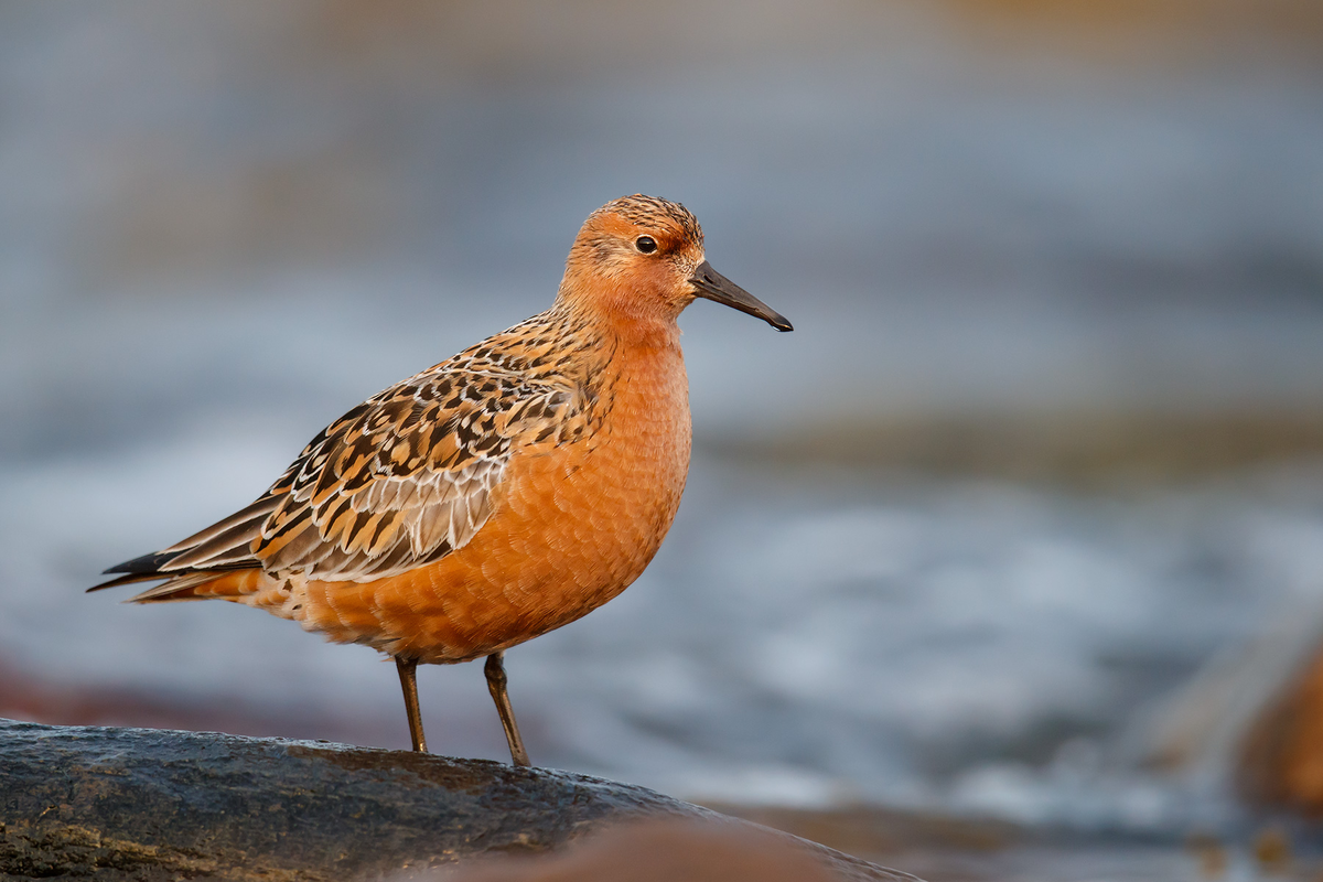 Исландский песочник (Calidris canutus). Желтозобик Кулик. Исландский песочник остров Врангеля. Желтозобик птица.