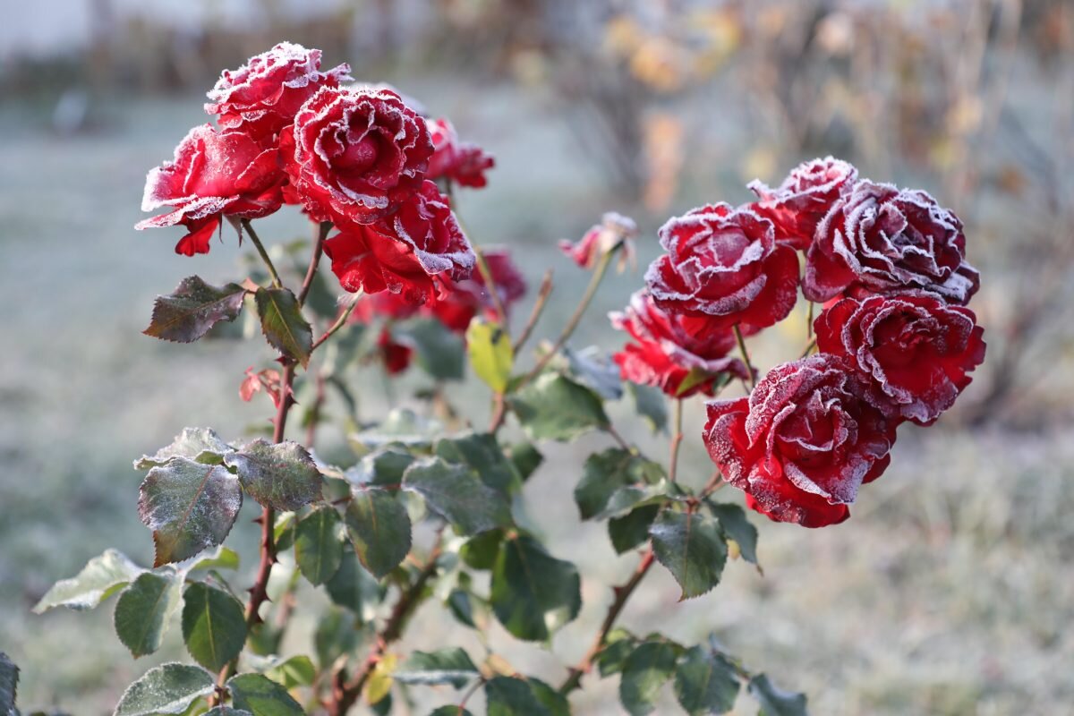    Температура ночью и утром 5 сентября может опуститься до 0...-2°С Pravda-nn.ru