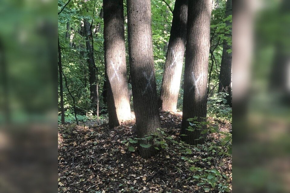     Многие здоровые деревья оказались помечены белыми крестами. Фото: vk.com/lesopark63