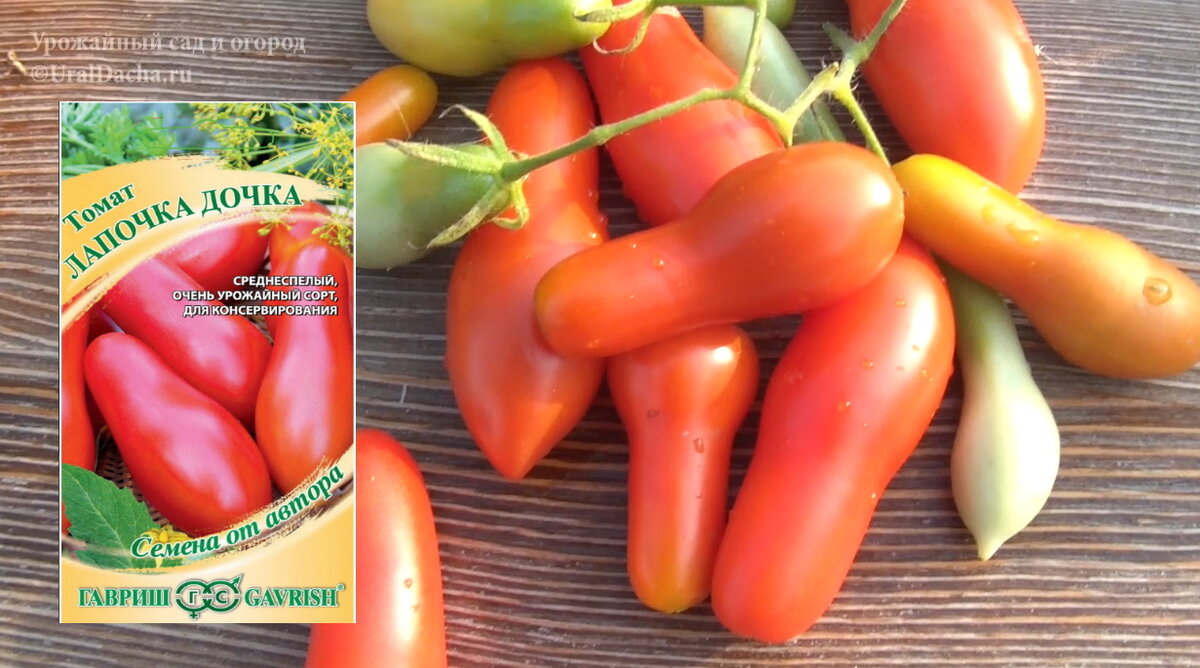 Сегодня мы разберём сорта и гибриды высокорослых томатов, которые высаживали в этом году.-18