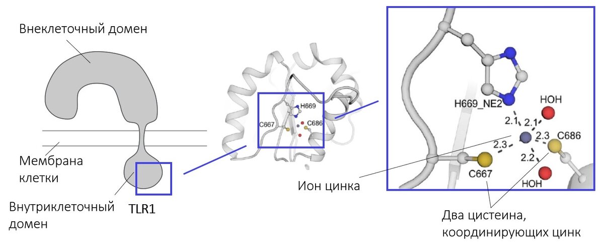    Процесс образования участка связывания цинка двумя цистеинамиМФТИ