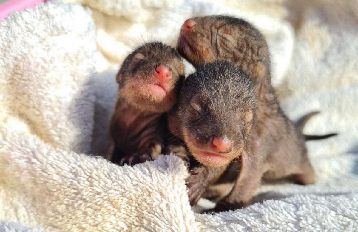    В новосибирском мини-зоопарке родилась тройня у семьи мангустов