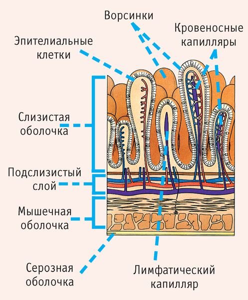 фото источник https://probolezny.ru/zapor-u-vzroslyh/