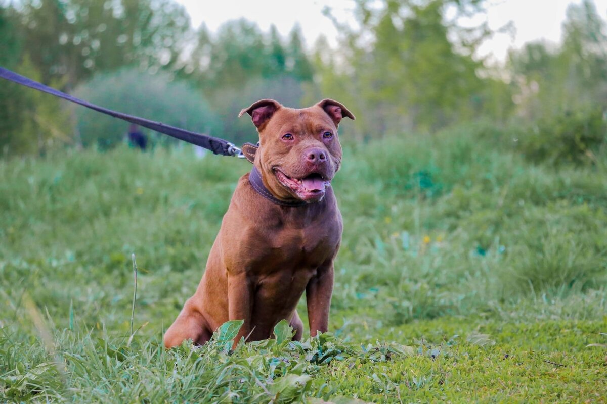 Шоколадный Добис очень хочет домой. Москва и МО | Ирина Дорн 🐶🐱 | Дзен