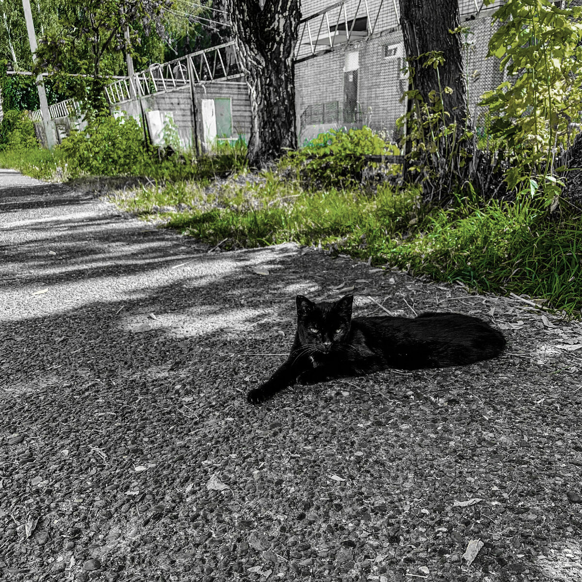 Чёрного котейку встретил на улице. =)