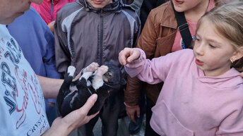 💔Собака мать принесла к детям раненых щенков и ушла| щенки мерзли и голодали| Saving a newborn puppy