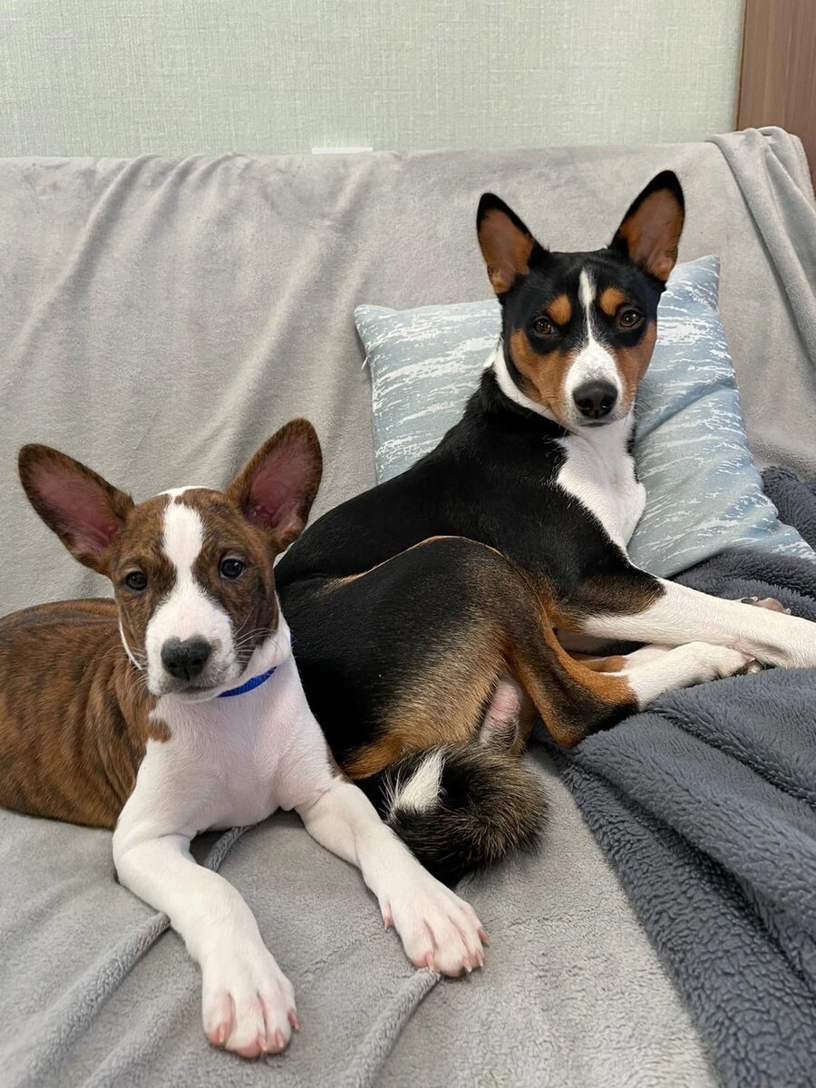 Два брата и друга. Фотография любезно предоставлена владельцами