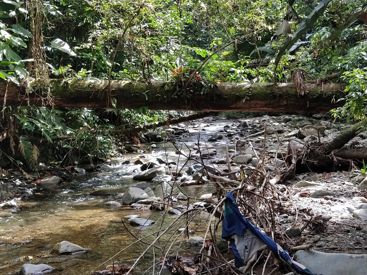 Дикие джунгли тоже с мусором