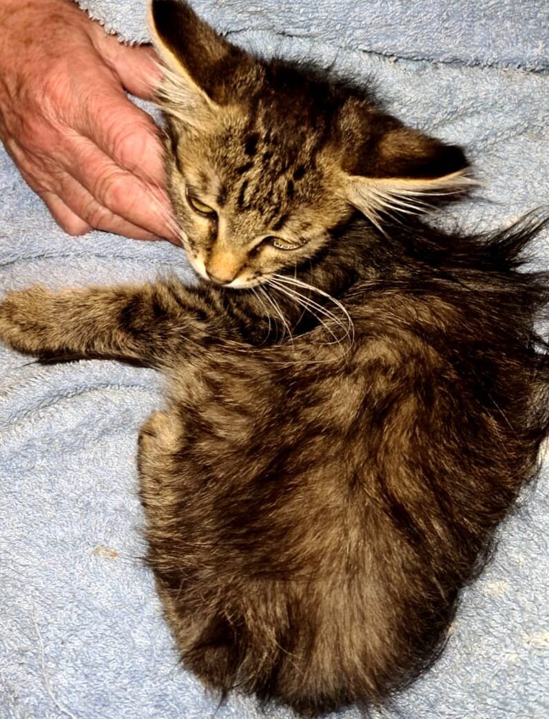 Вот такое чудо забрали с улицы