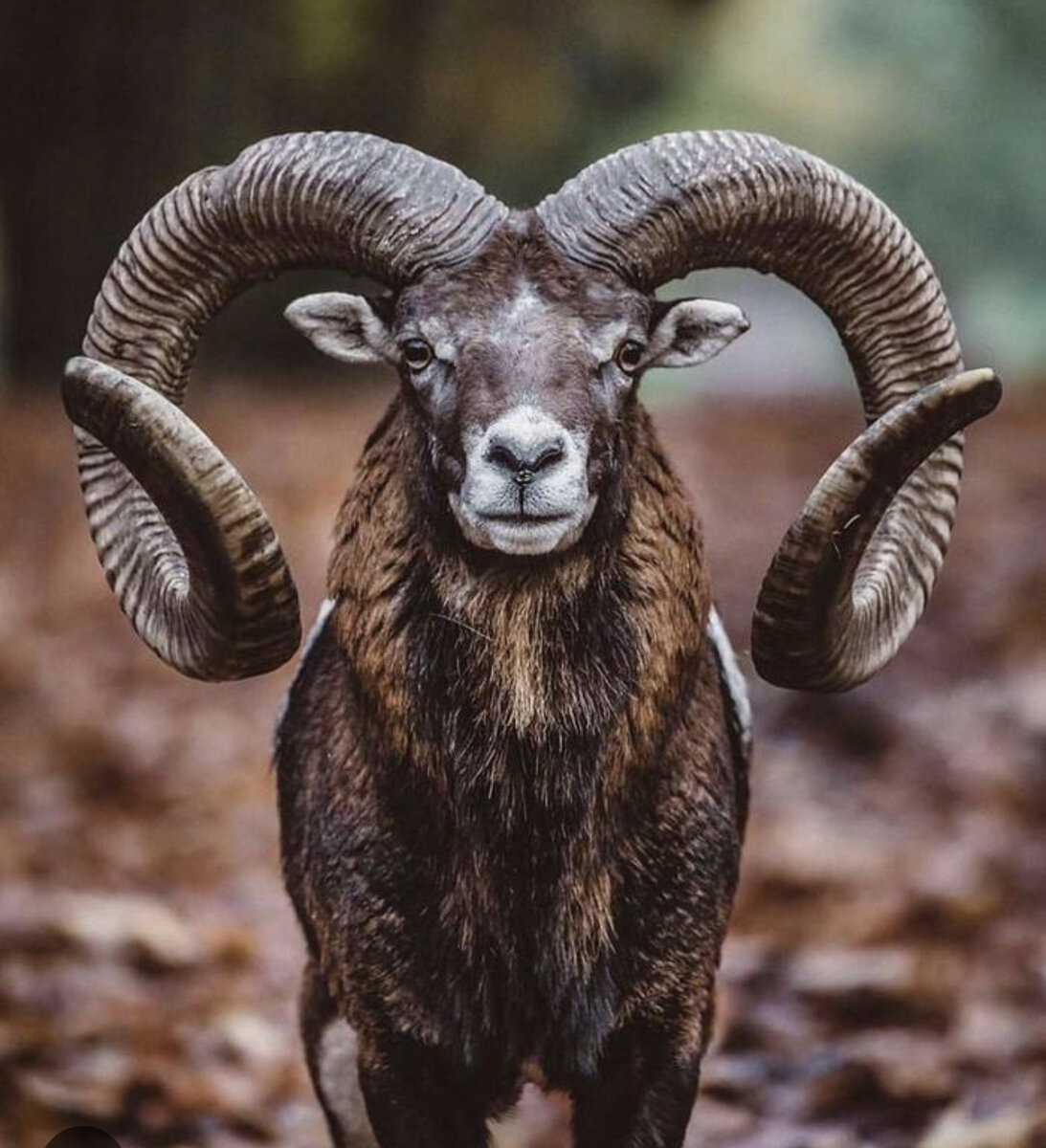 Муфлон - горный баран, прародитель сегодняшней овечки. Фото из интернета 