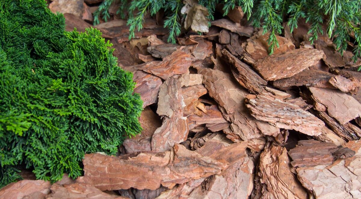 Мульча из коры сосны