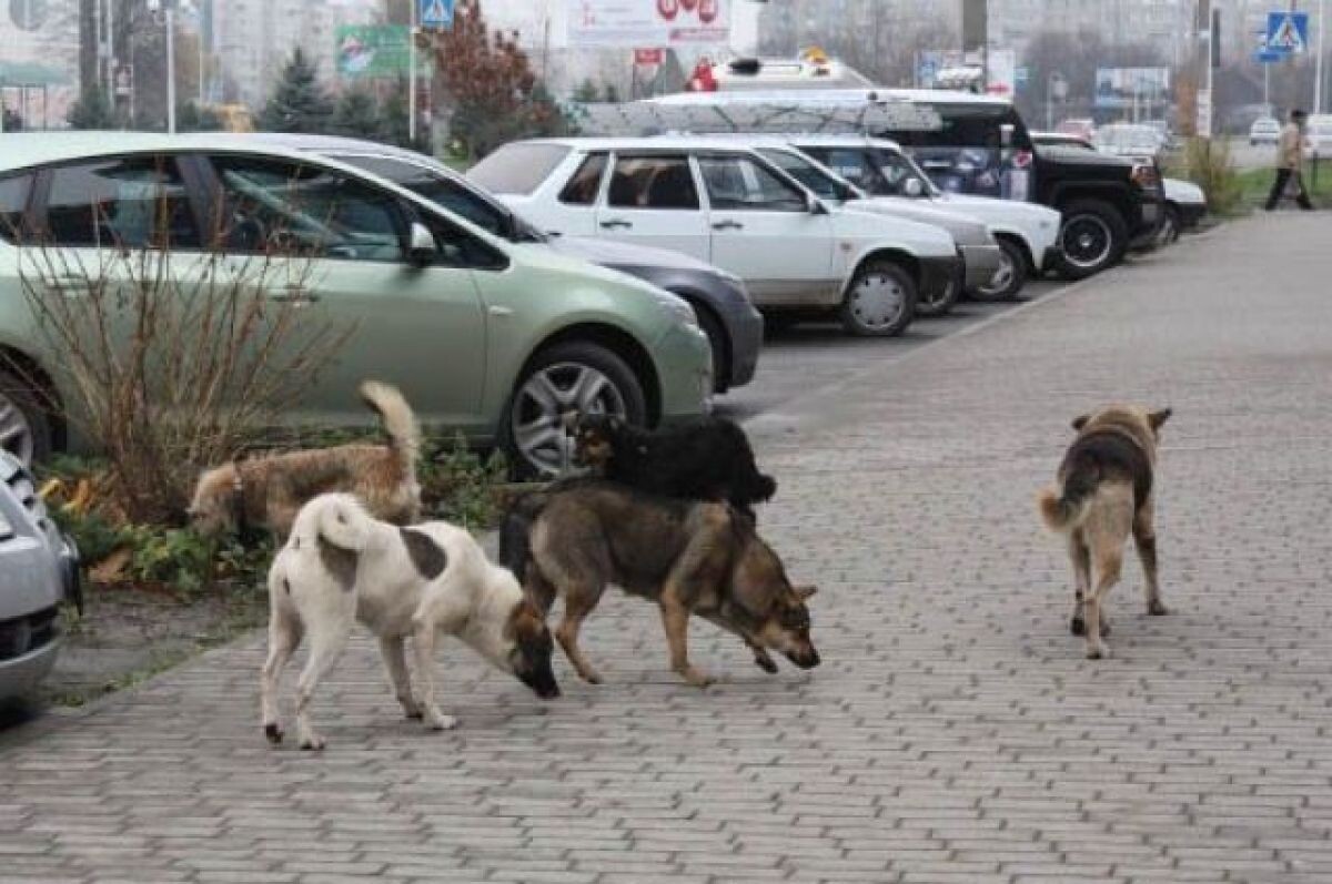    Воронежцы пожаловались, что бездомные собаки нападают на студентов