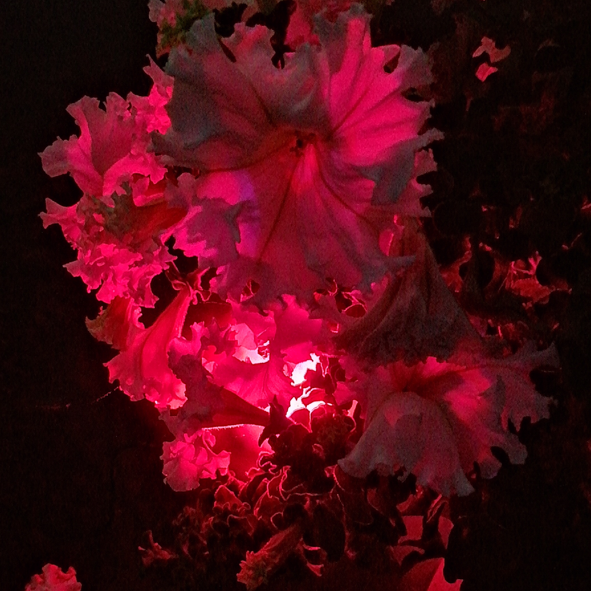 Фото из моей личной коллекции.