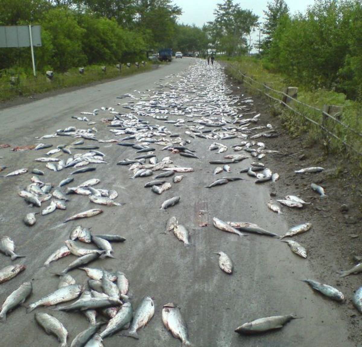 Дождь из животных. Йоро Гондурас рыбный дождь. Дождь из рыбы. Дождь из рыбы в Гондурасе. Дождь из рыб и лягушек.