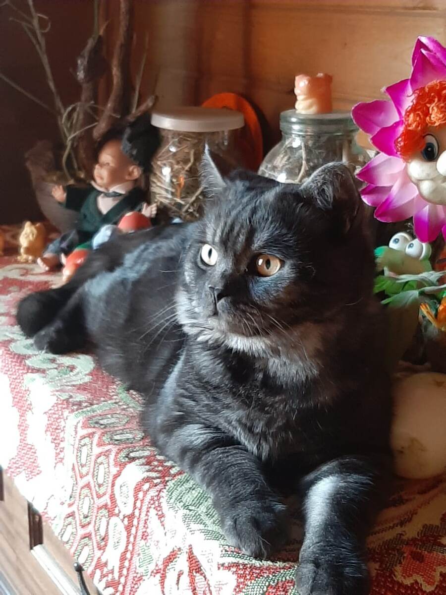 Мой красавец