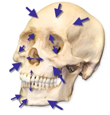 Возрастное изменение черепа. Направление движения костей с возрастом