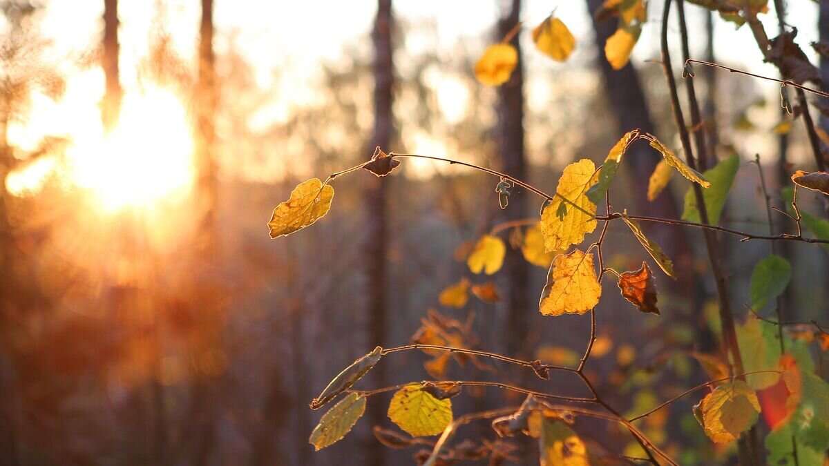    Закат в лесу в городском округе Ступино© РИА Новости / Мария Девахина