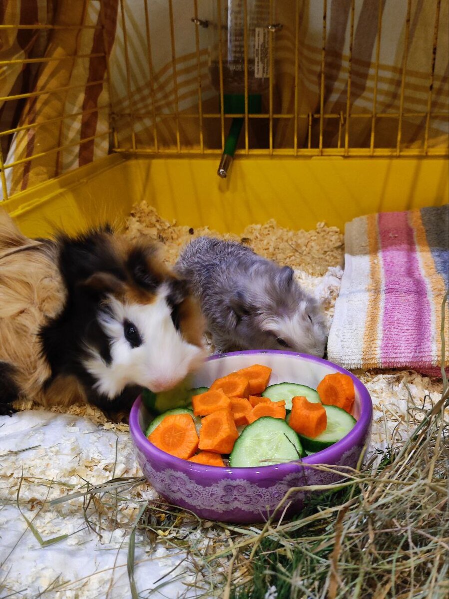 Дарвин и Тимоша, первые дни дома.