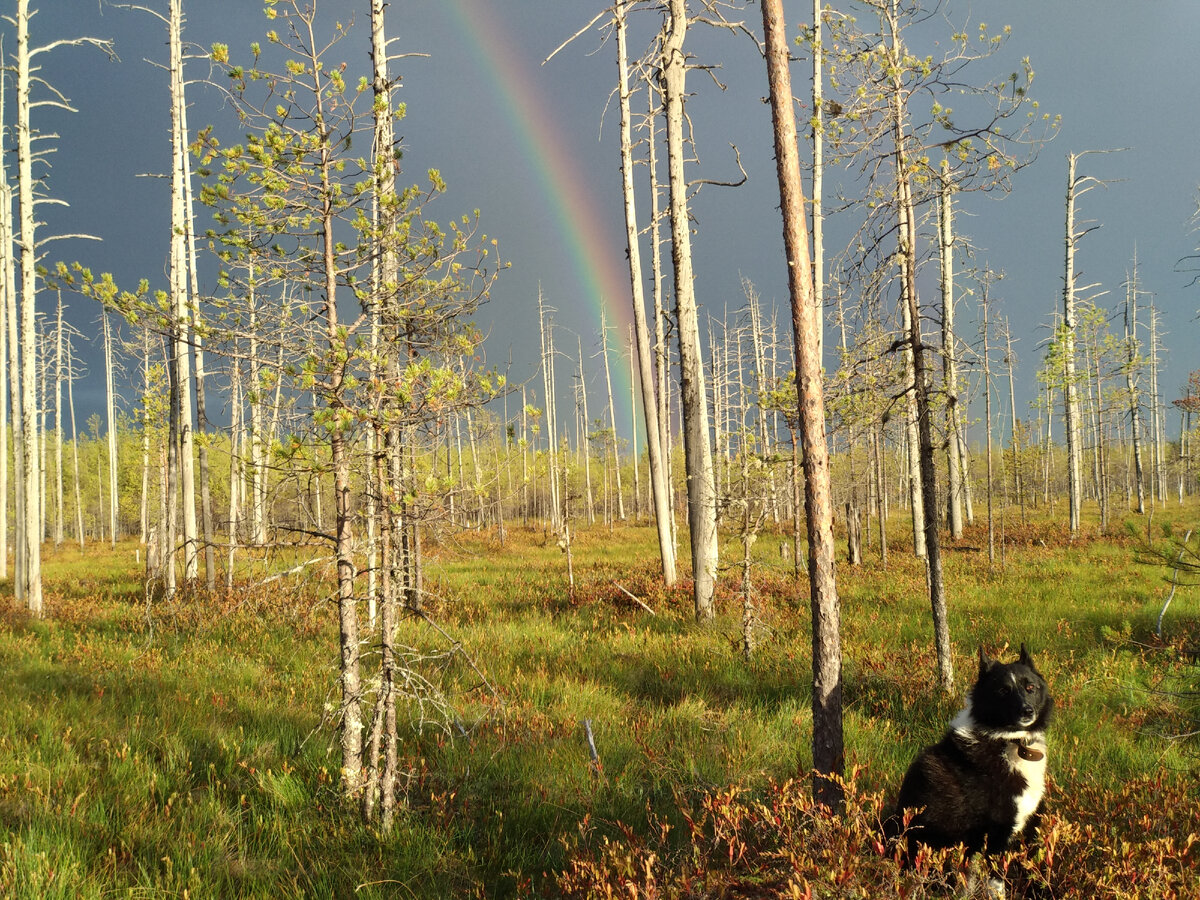 На фоне синих туч виднеется отчетливый разноцветный прожектор радуги