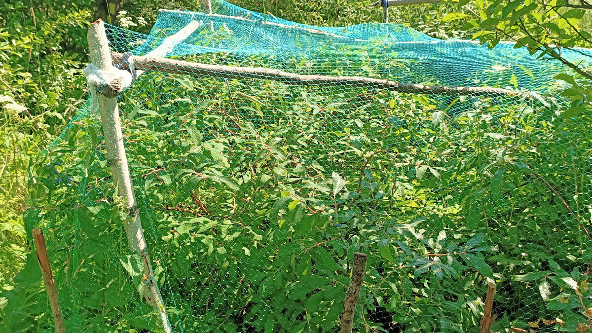 Сетка от птиц накинута на каркас из жердей над кустами жимолости. Фото автора.