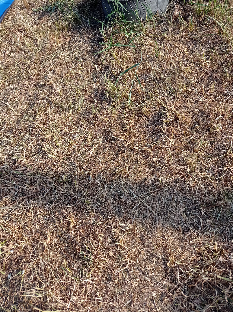 Личный архив - земля с засохшей травой