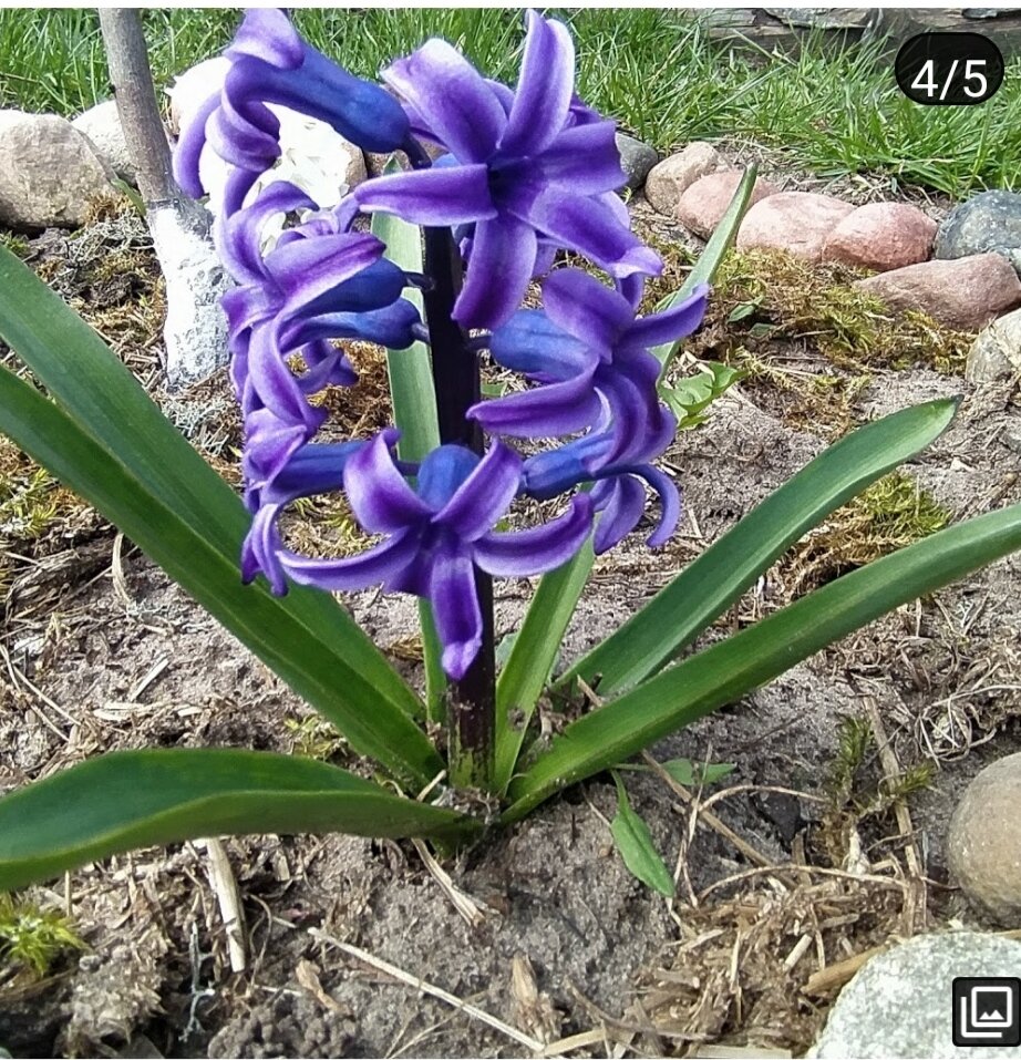 Синий геоцинт.