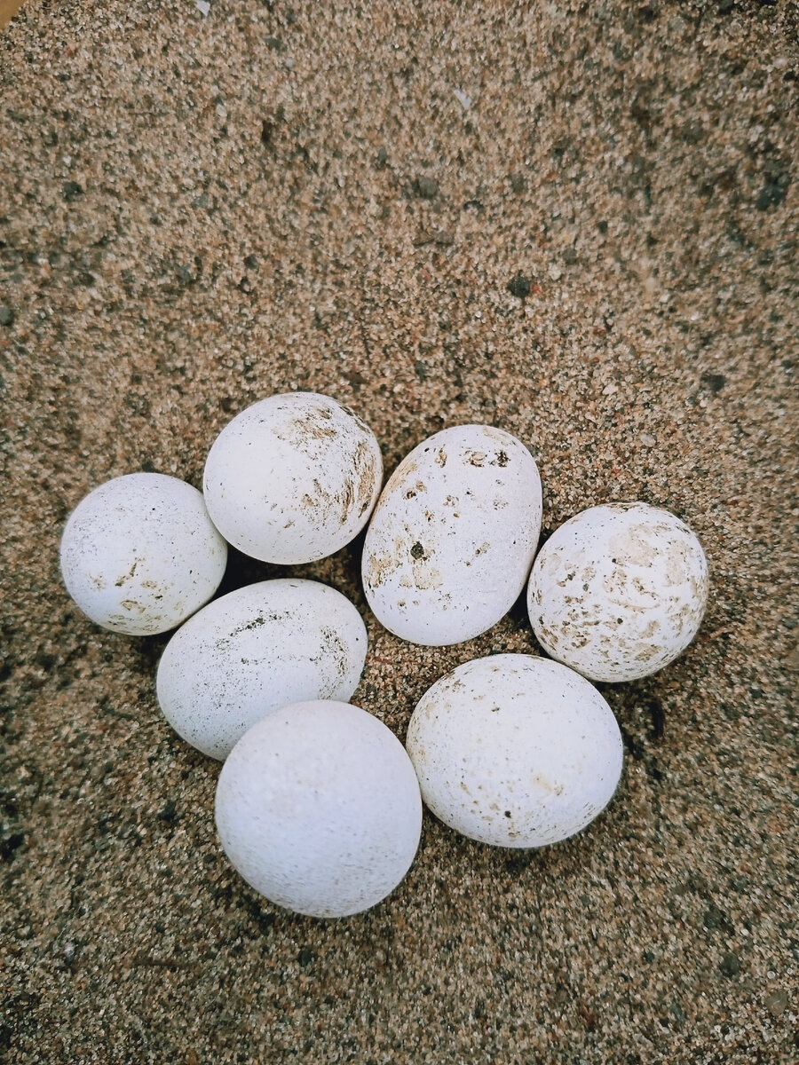 Яйца небольшие, где-то 1,5 сантиметра