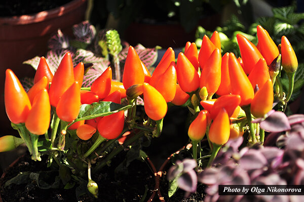 Острые перчики готовые к сбору