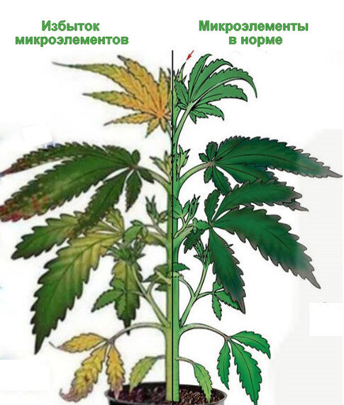 Фото из интернета https://growroom.net/cha-banana-maconha/