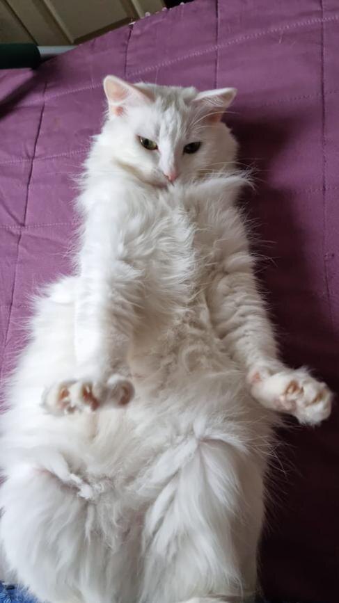 Младшая кошечка. 5 лет, не стерилизована 