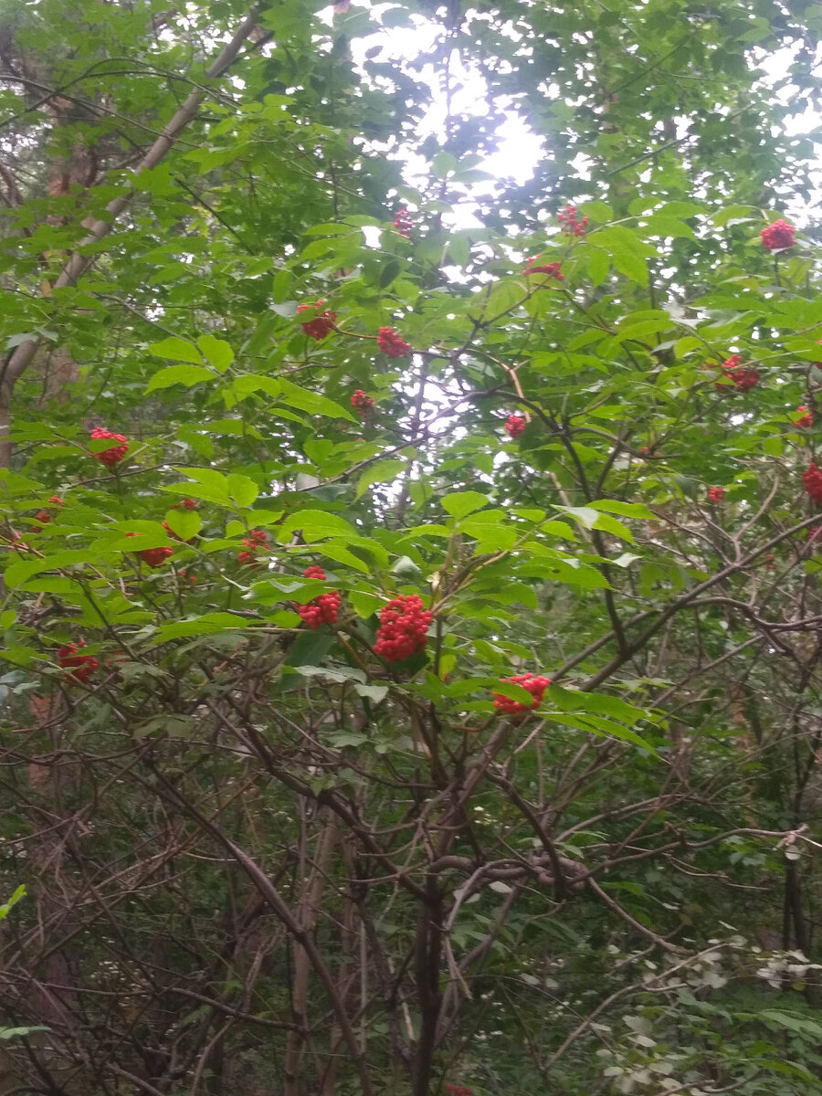 Это калина?