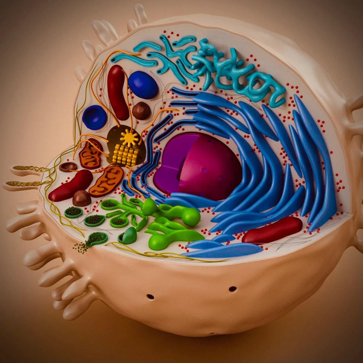 Животная клетка