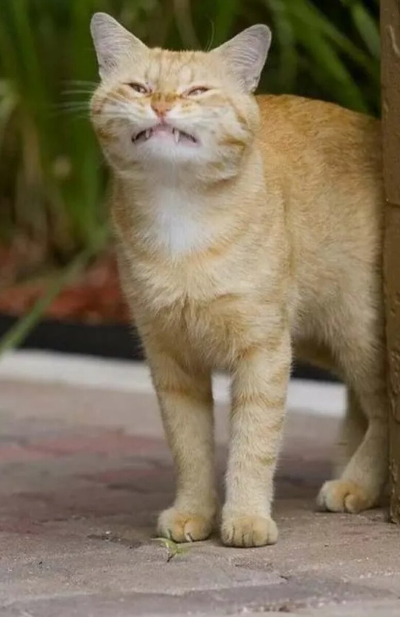 Когда нет настроения,но просят улыбнуться